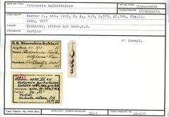 Karteikarte zum Syntyp von Nodosaria knihnitziana Karrer, 1877